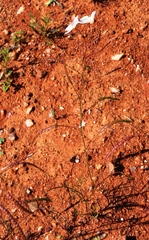 Heliophila variabilis