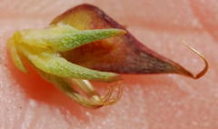 Aspalathus juniperina juniperina