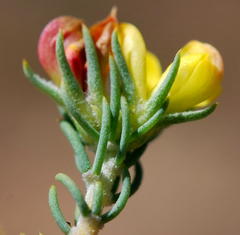 Aspalathus juniperina juniperina