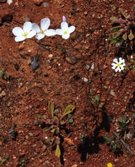 Heliophila variabilis