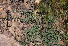 Aspalathus juniperina juniperina