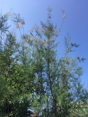 Tamarix ramosissima
