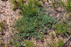 Aspalathus juniperina juniperina