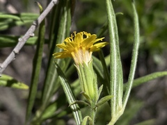 Trixis angustifolia