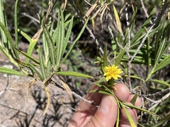 Trixis angustifolia