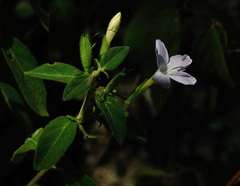 Barleria obtusa