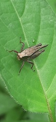 Batrachideinae
