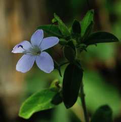 Barleria obtusa