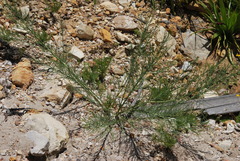 Indigofera filifolia