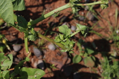 Rumex hypogaeus
