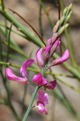 Indigofera filifolia