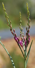 Indigofera filifolia
