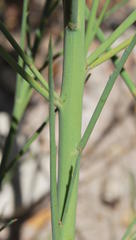 Indigofera filifolia