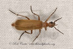 Epicauta ochrea