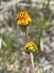 Tridax balbisioides