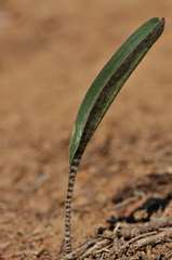 Ledebouria papillata