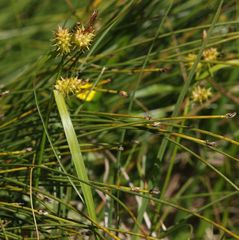 Carex flava