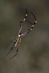 Trichonephila senegalensis