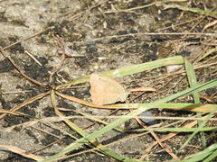 Hyponephele lycaon