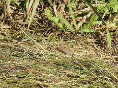 Hyponephele lycaon