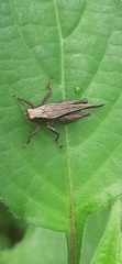 Batrachideinae