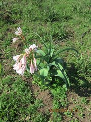 Crinum bulbispermum