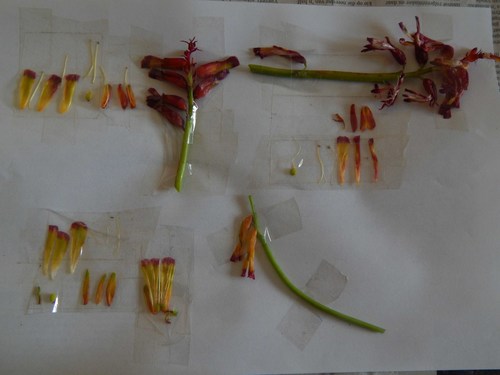 Lachenalia quadricolor