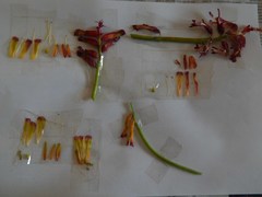 Lachenalia quadricolor