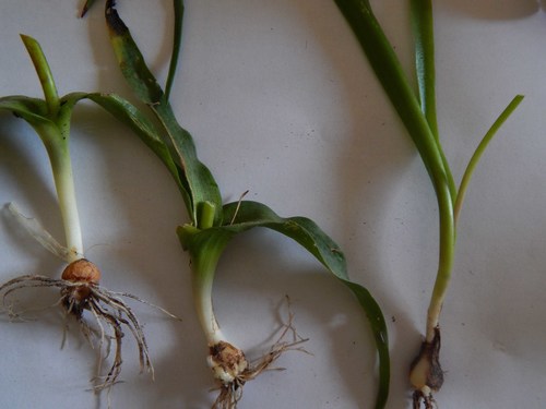 Lachenalia quadricolor