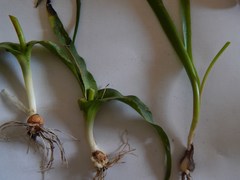 Lachenalia quadricolor