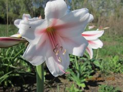 Crinum bulbispermum