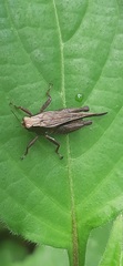 Batrachideinae