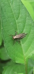 Batrachideinae