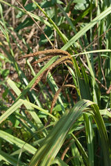 Carex mossii