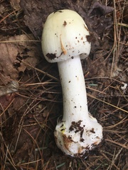 Amanita aestivalis