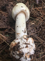 Amanita aestivalis