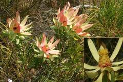 Leucadendron tinctum