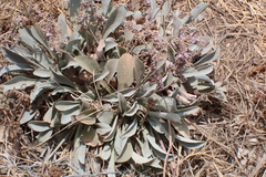 Limonium malacitanum