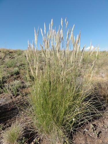 Mountain Wire Grass (Tenaxia disticha) · iNaturalist