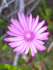 Delosperma virens