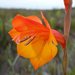 Gladiolus merianellus - Photo 由 Marian Oliver 所上傳的 (c) Marian Oliver，保留部份權利CC BY-NC