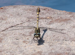 Paragomphus cognatus