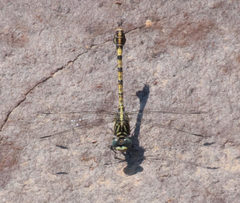 Paragomphus cognatus