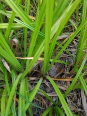 Carex pilosa