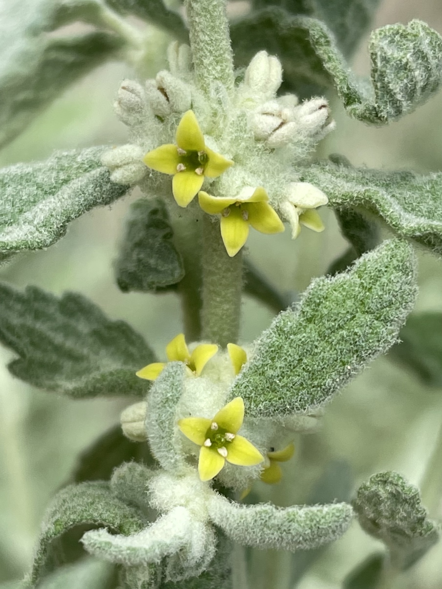 Buddleja scordioides