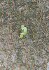 Plusiopalpa adrasta