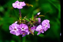 Phlox glaberrima
