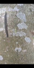 Plusiopalpa adrasta