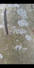 Plusiopalpa adrasta