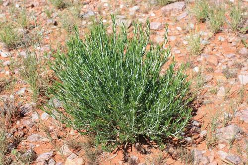 Pogonospermum australe · iNaturalist